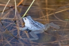 Moorfrosch (Rana arvalis) im Nationalpark De Meinweg