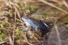 Moorfrosch (Rana arvalis) im Nationalpark De Meinweg