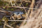 Moorfrosch (Rana arvalis) auf Erdkröte (Bufo bufo-Komplex) im Nationalpark De Meinweg