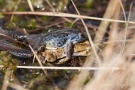 Moorfrosch (Rana arvalis) auf Erdkröte (Bufo bufo-Komplex) im Nationalpark De Meinweg