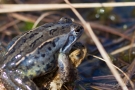 Moorfrosch (Rana arvalis) auf Erdkröte (Bufo bufo-Komplex) im Nationalpark De Meinweg