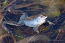 Moorfrosch (Rana arvalis) im Nationalpark De Meinweg