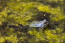 Moorfrosch im NSG Groote Peel