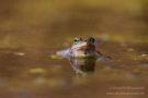 Moorfrosch im NSG Groote Peel