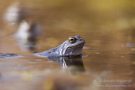 Moorfrosch im NSG Groote Peel