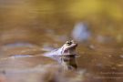 Moorfrosch im NSG Groote Peel