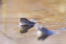 Moorfrosch mit "eingeklappten" Augen im NSG Groote Peel