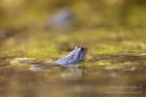 Moorfrosch im NSG Groote Peel