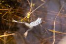 Moorfrosch im NSG Groote Peel