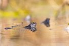 Moorfrosch im NSG Groote Peel
