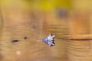 Moorfrosch im NSG Groote Peel