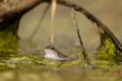 Moorfrosch im NSG Groote Peel