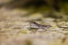 Moorfrosch im NSG Groote Peel