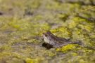 Moorfrosch im NSG Groote Peel