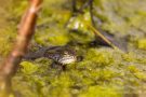 Moorfrosch im NSG Groote Peel