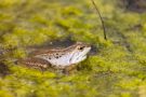Moorfrosch im NSG Groote Peel