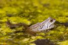 Moorfrosch im NSG Groote Peel
