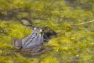 Moorfrosch im NSG Groote Peel
