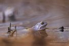 Moorfrosch im NSG Groote Peel