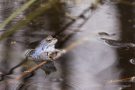 Moorfrosch im NSG Groote Peel