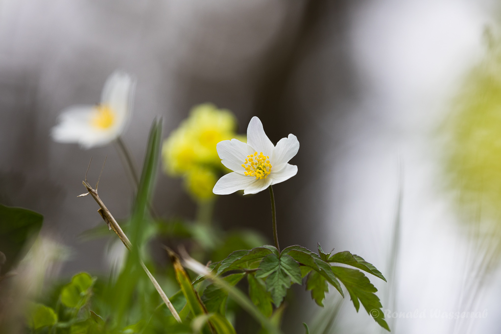 Buschwindröschen (Anemone nemorosa)