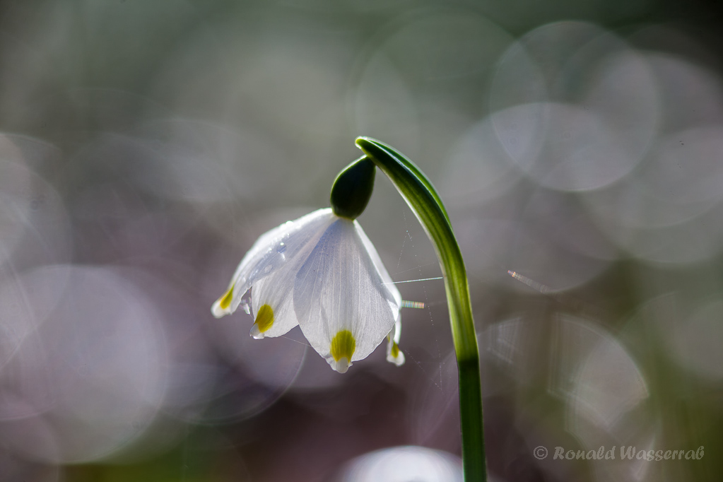 Der Märzenbecher (Leucojum vernum) hat viele Namen: Frühlingsknotenblume, Märzbecher, Märzglöckchen, Großes Schneeglöckchen