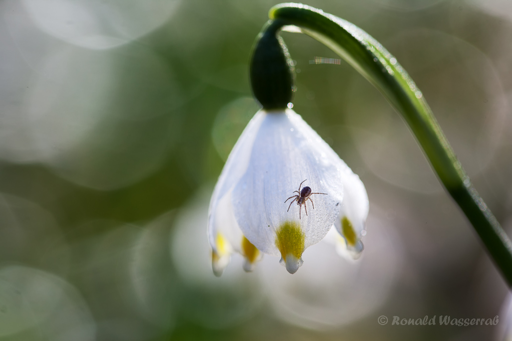 Märzenbecher (Leucojum vernum) mit Spinne