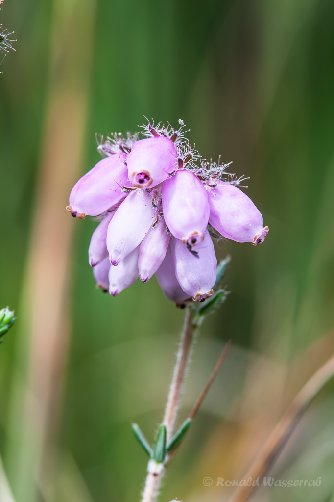 Glockenheide (Erica tetralix) in der Krekeler Heide