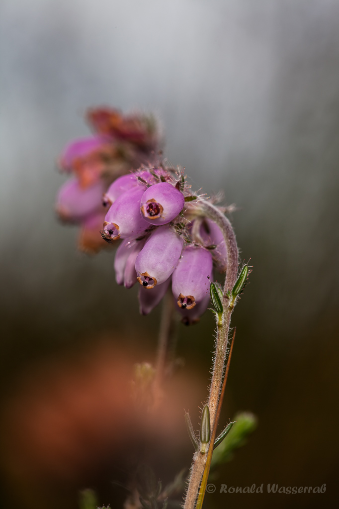 Glockenheide (Erica tetralix)