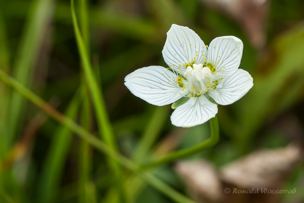 Sumpf-Herzblatt (Parnassia palustris)
