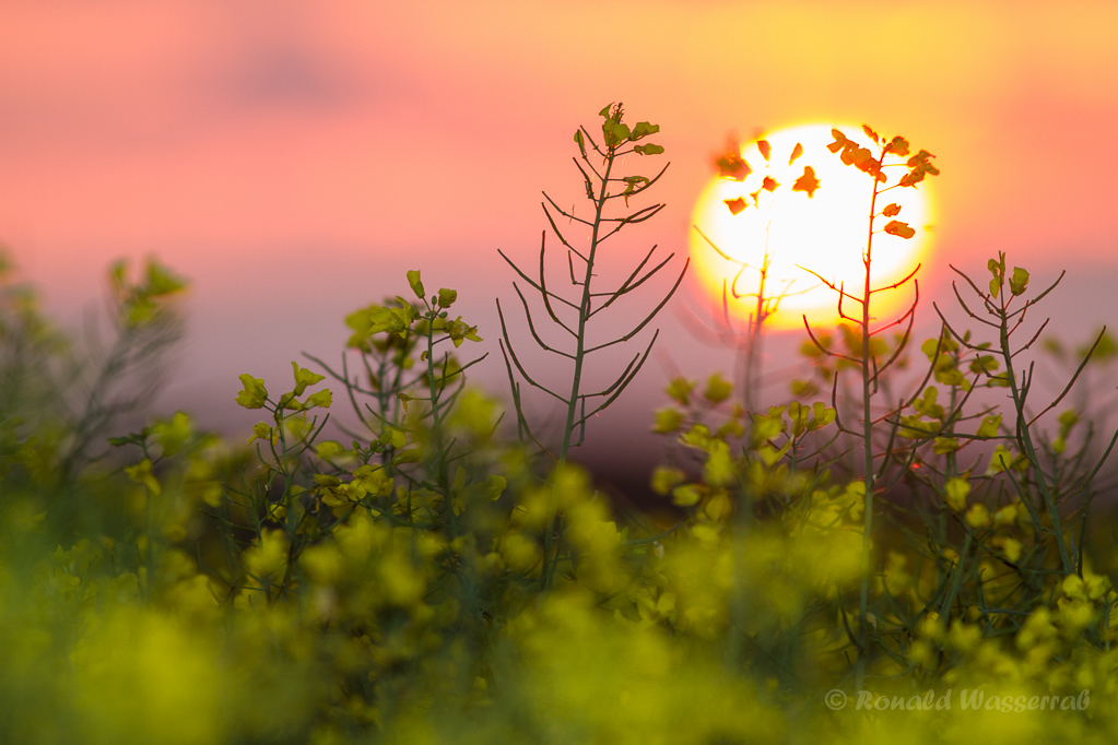 Rapsfeld im Sonnenaufgang