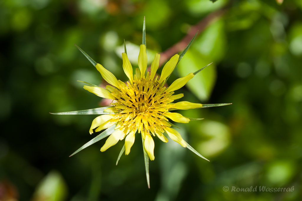 Großer Bocksbart (Tragopogon dubius)