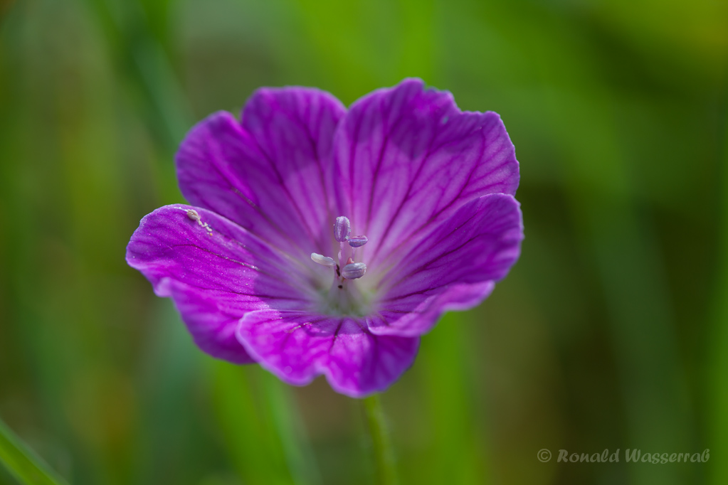 Storchenschnabel (Geranium)