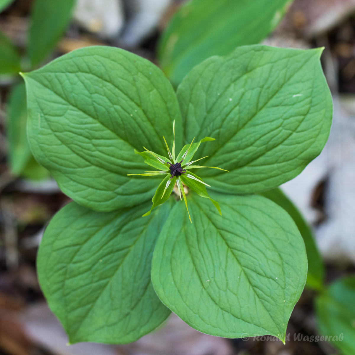Einbeere (Paris quadrifolia)