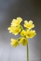 Schlüsselblume (Primula veris)