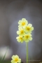 Schlüsselblume (Primula veris)