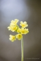 Schlüsselblume (Primula veris)