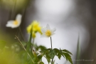 Buschwindröschen (Anemone nemorosa)