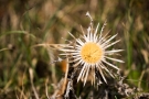 Silberdistel (Carlina acaulis)