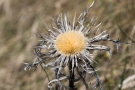 Silberdistel (Carlina acaulis)