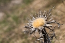 Silberdistel (Carlina acaulis)