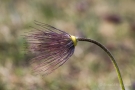 Küchenschelle (Pulsatilla vulgaris) im Fruchtstand am Badberg