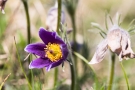 Küchenschelle (Pulsatilla vulgaris)