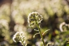 Weiße Pestwurz (Petasites albus)