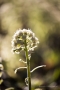 Weiße Pestwurz (Petasites albus)