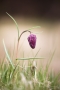 Schachblume (Fritillaria meleagris)