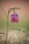 Schachblume (Fritillaria meleagris)