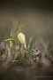 Gelbe Schachblume (Fritillaria meleagris)