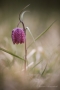 Schachblume (Fritillaria meleagris)