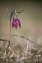 Schachblume (Fritillaria meleagris)